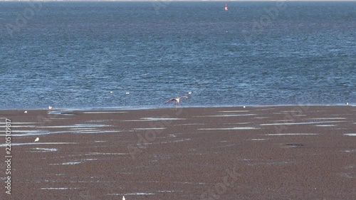 Pink flamingo landing on the muddy shore of tagus river in lisbon