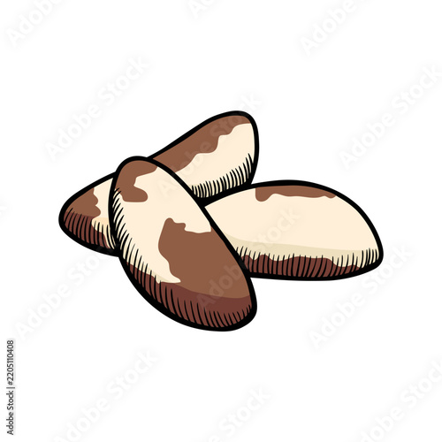 Brazilian nut illustration engraving doodle. Brazilian nut in shell icon