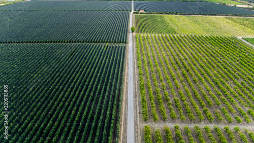 Aerial view of Deuric orchards with neatly planted rows of fruit trees divided by a straight road in Mala Remeta, Vojvodina, Serbia.