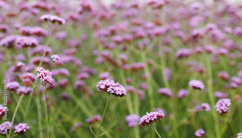 Obraz premium Field of pink verbena flowers with shallow depth of field meadow background for spring banner and floral design