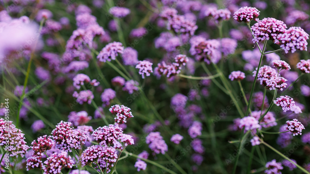 Obraz premium Closeup of purple clustered wildflowers in field for botanical background and spring floral