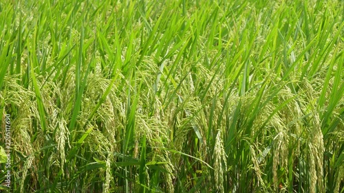 Mature rice plants with heavy grain heads