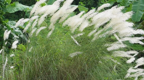 Kans grass with white flowers