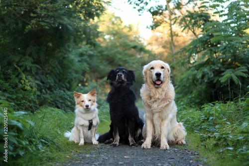 Three dogs are sitting side by side in the park. They are so cuet