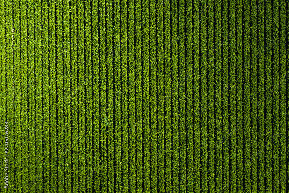 Fototapeta premium Aerial perspective of neatly planted parallel crop rows stretching across a cultivated farmland plot in California, showing systematic farming and irrigation furrows.