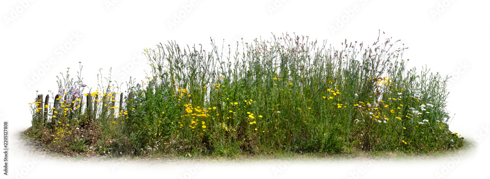 Fototapeta premium Bed of flowers in a garden with a fence isolated on white and transparent background