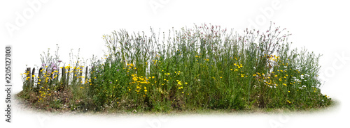 Bed of flowers in a garden with a fence isolated on white and transparent background