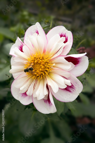 Dahlia Bumble Rumble flower