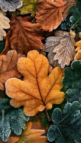 Abstract Top View of Fallen Autumn Leaves Covered With Frost and Ice Crystals Seasonal Backdrops