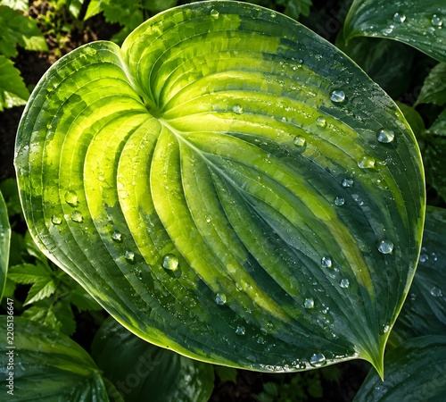 Large hosta leaf in shaded border turned toward morning sun with chartreuse veins glowing