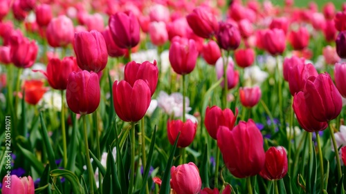 Vibrant Deep Pink and Magenta Tulips Field Blooming in Garden During Springtime