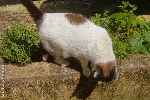 Chat au bord du mur, prêt à sauter