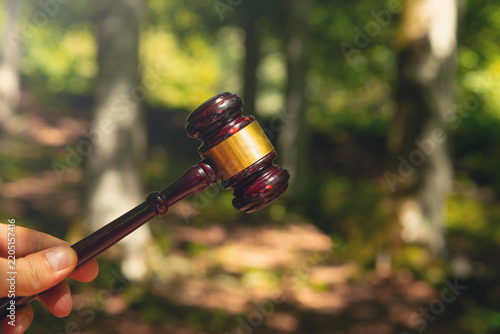 Obraz na płótnie Judge gavel in the forest background.
