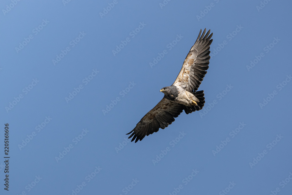 Obraz premium Black-chested Buzzard-Eagle (Geranoaetus melanoleucus) adult flying on a blue sky 