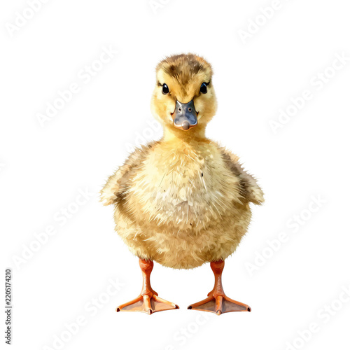 Adorable fluffy duckling with brown and yellow feathers stands on white background