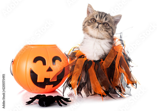 exotic shorthair kitten and hallowen