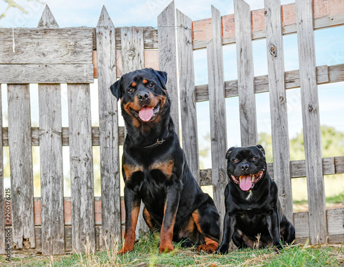 Foto rottweiler and staffordshire bull terrier in nature