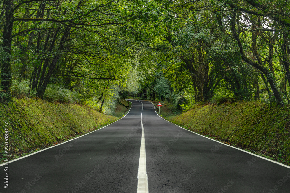 Obraz premium A forest road that winds through a lush, green forest. Tall deep-green trees form a canopy overhead