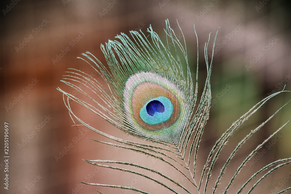 Obraz premium Peacock feather with shimmering blue and green eye pattern, highlighting nature's beauty and intricate design