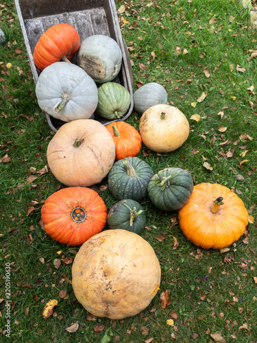 Autumn harvest collection of assorted pumpkins and winter squash