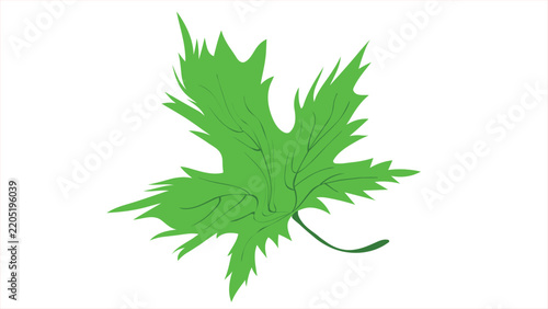 Green maple leaf vector illustration with vein details isolated on a white background.