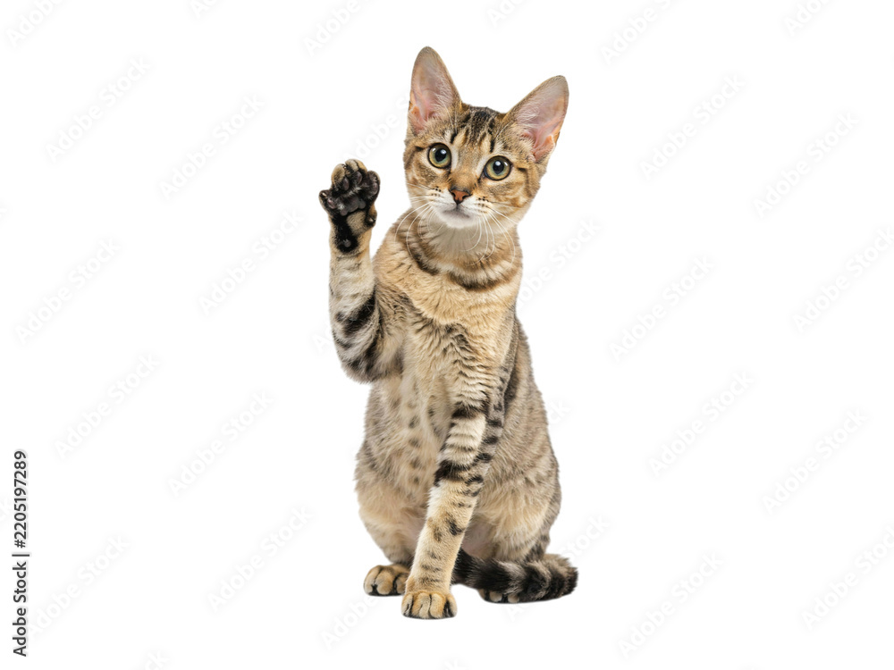 Fototapeta premium Bengal cat raising paw in a greeting gesture isolated on transparent background