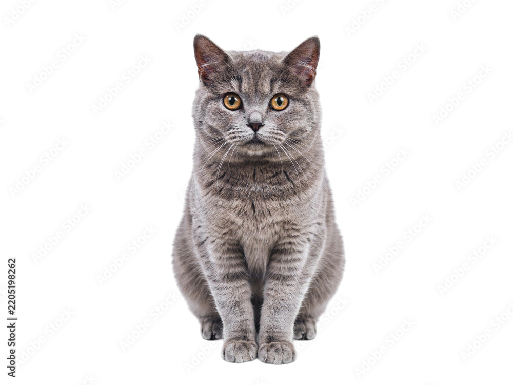 Fototapeta premium British shorthair cat sitting front view isolated on transparent background