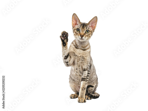Fotografie Devon rex cat sitting and waving paw with isolated on transparent background
