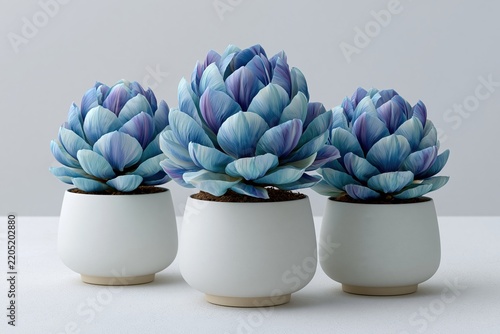 Blue Succulent Plants in White Pots