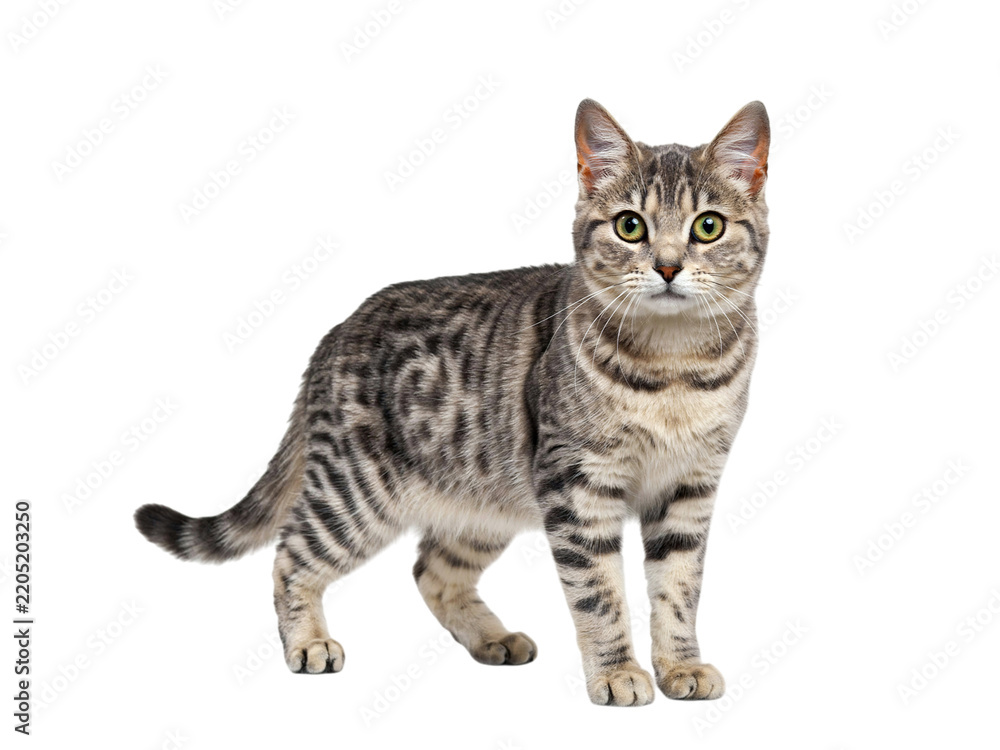 Fototapeta premium Grey tabby cat standing on white background, isolated on transparent background