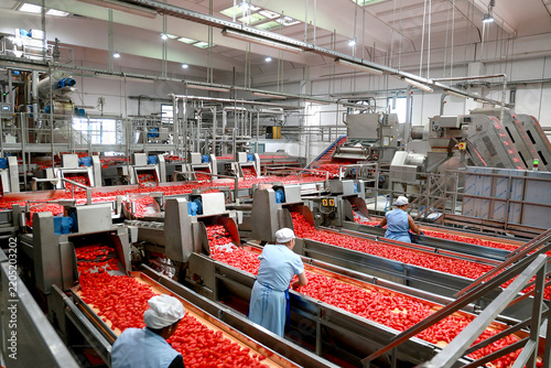 Wide view of an industrial food processing plant with workers sorting fresh tomatoes on multiple production lines