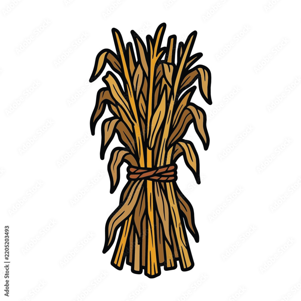 Fototapeta premium Dried corn stalk bundle graphic drawing isolated on white background