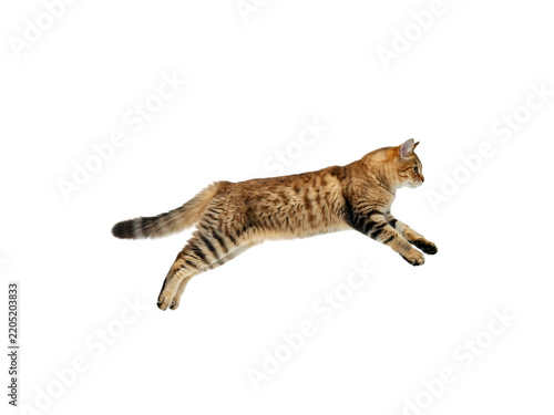 Obraz na plátně Savannah cat running with spotted fur and isolated on transparent background