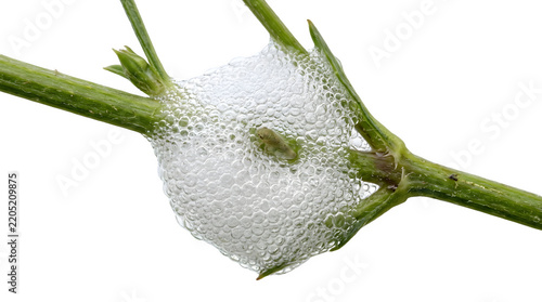 Close-up of a white cottony egg sac on a plant stem.