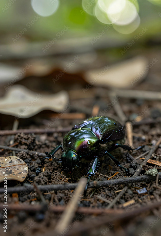 Fototapeta premium Biodiversity and ecosystem health, iridescent rainbow stag beetle on forest floor with morning dew drops in natural habitat for environmental conservation