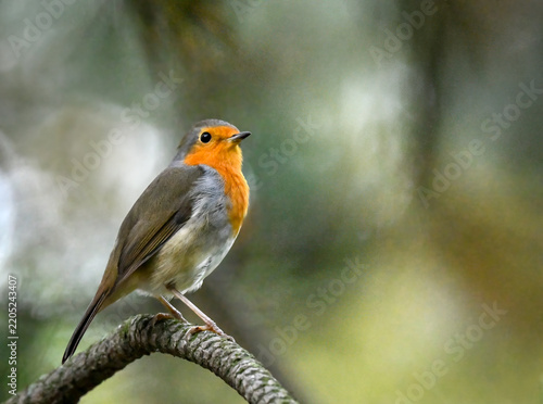 Gorgeous European robin on branch in Edinburgh, Scotland