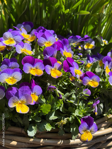 Viola cornuta horned violet horned pansy flowers vertical.