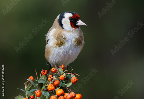 goldfinch
