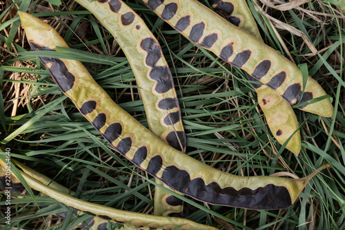Dry Seed Pods with Dark Spots on Wild Grass, Natural Botanical Texture