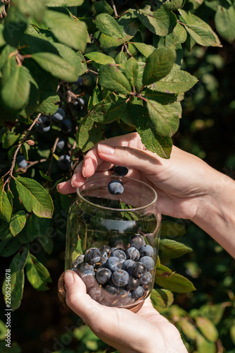 Hands Picking Fresh Wild Blueberries from Bush, Natural Foraging Concept