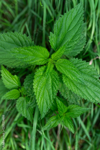 Fresh Stinging Nettle Leaves Growing in Natural Meadow, Herbal Medicine Concept