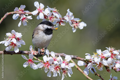 sombre tit