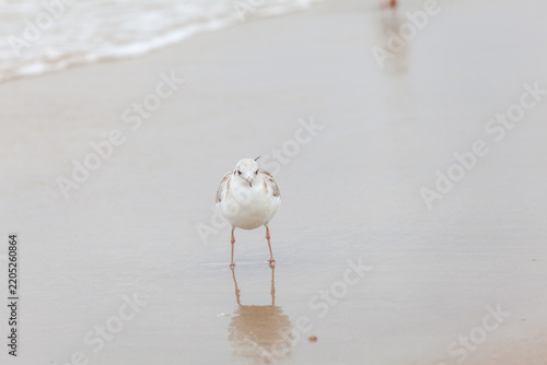 Seagull in the natural environment on the Baltic Sea.