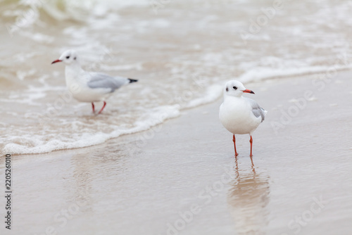 Seagull in the natural environment on the Baltic Sea.