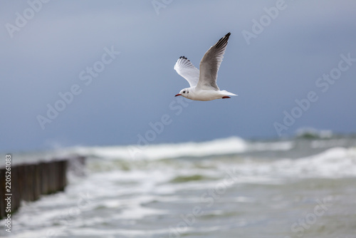 Seagull in the natural environment on the Baltic Sea.