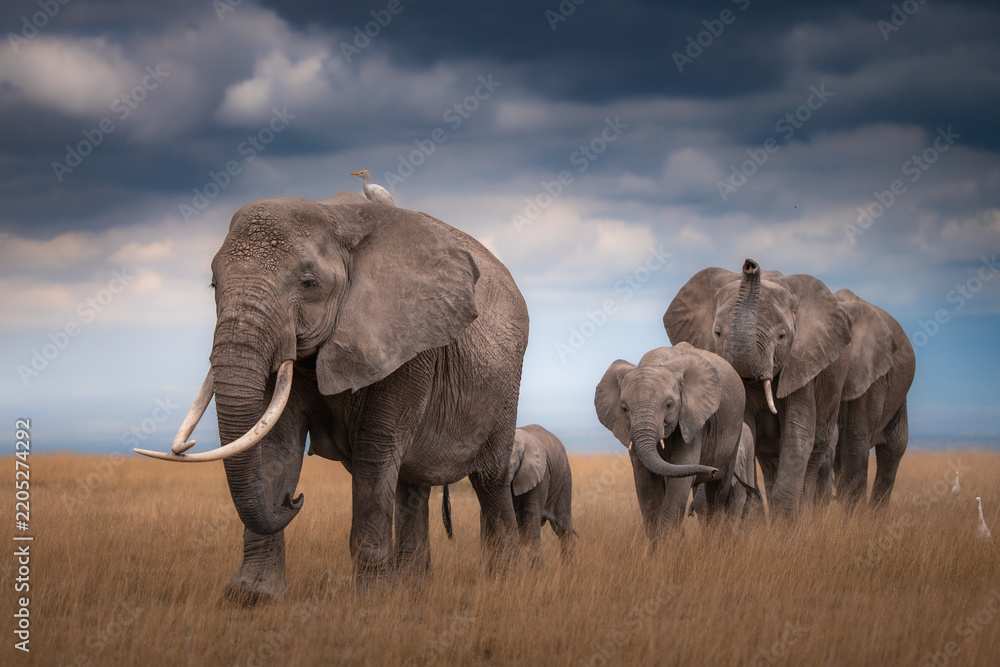 Obraz premium elephants in the savannah