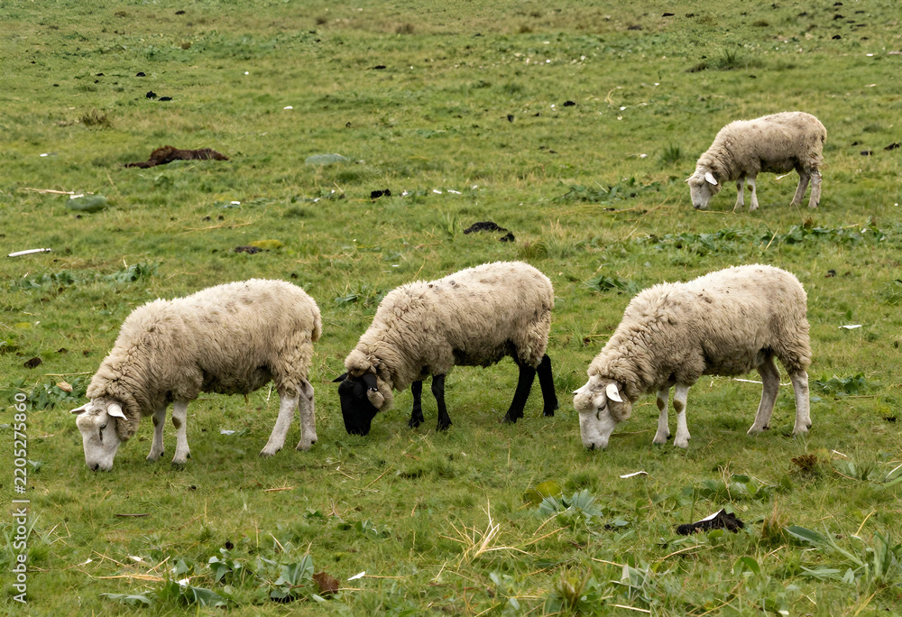 Fototapeta premium Sustainable agriculture and livestock farming, group of sheep grazing on green pasture in rural countryside for organic food production and wool industry