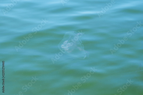 A jellyfish with big ears in the sea.