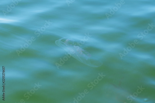 A jellyfish with big ears in the sea.