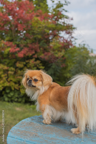 Adult Pekingese dog enjoying an autumn day in the park surrounded by colorful fallen leaves. Cute small companion dog outdoors in a seasonal natural setting, representing pet lifestyle, companionship